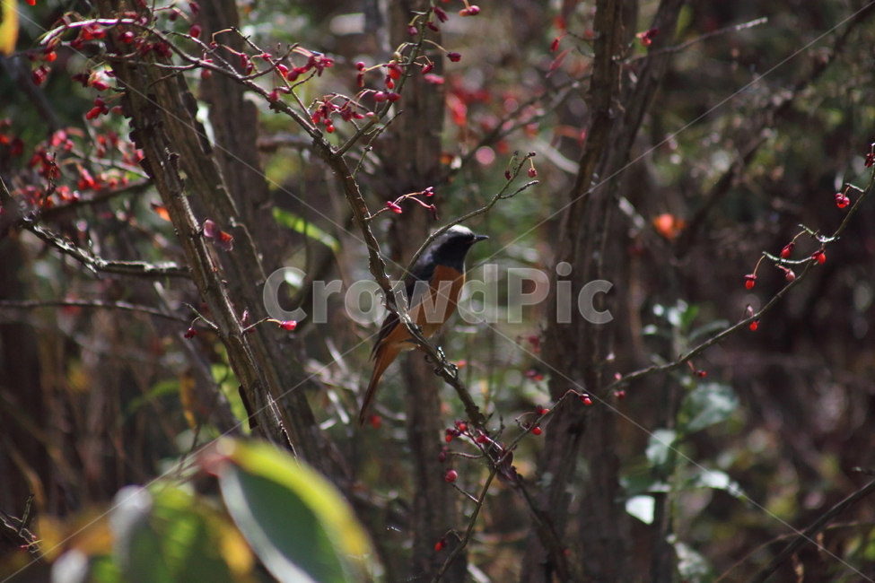 딱새수컷,딱새,새,야생동물,daurianredstart,작은새,화살나무,조류,새,birds
