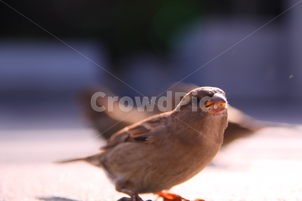 참새,새,동물,작은새,접사,동물,animal,조류,새,birds