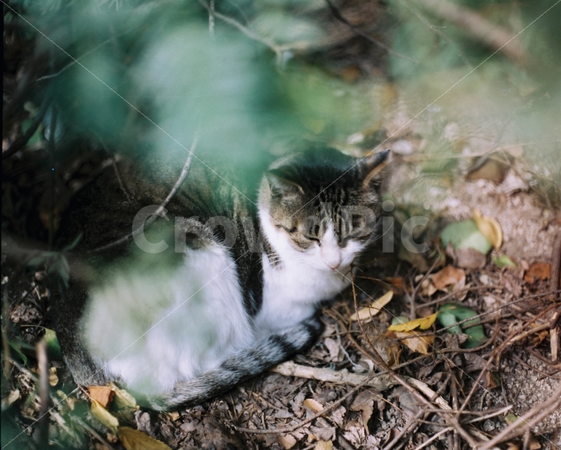 	고양이,길고양이,길냥이,동물,자연,생명,야생동물,미묘,미냥,아련,아련사진,야생,cat,kitty,kitten,cute,lovely,pet,animal,street,streetcat,stray,straycat,wild,wildlife,wildanimal,wildcat,beauty,beautiful,natuer,natural,동물,animal,포유류,mammal,고양이,cat,kitten,kitty,감성,sensible,feeling
