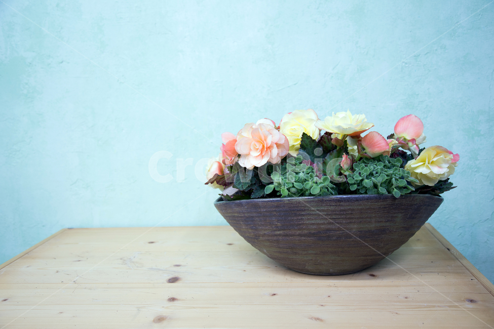 장미허브,아프리칸봉선화,도자기,도자기화분,식물심기,꽃,flower,실내용화초,화분,화초,house plant