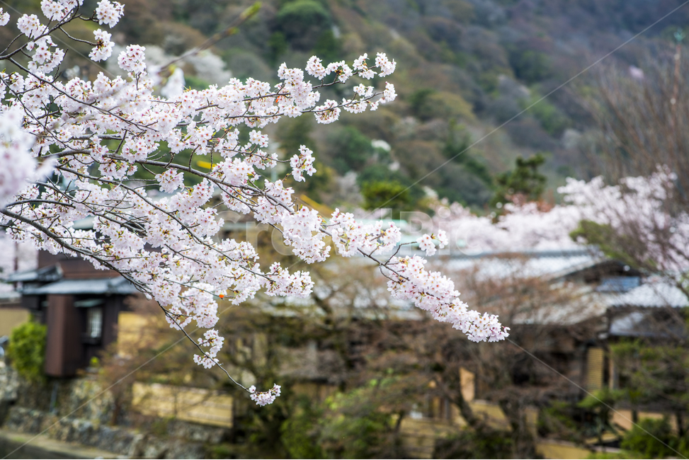 일본,교토,오사카,벚꽃,아라시야마,도게츠교,봄,계절,spring,season,시골,마을,풍경,landscape,country,rural,town,해외,외국,세계,foreign,oversea,world,식물,자연,plants,nature,꽃,flower,감성,sensible,feeling,plant,blossom,cherry blossom