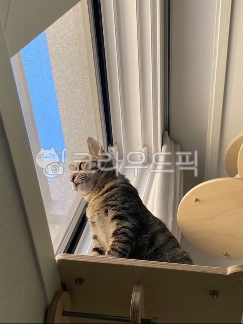 window, 창문, 창턱, windowsill, 고양이, 사진,이미지,일러스트,캘리그라피 - skysister작가