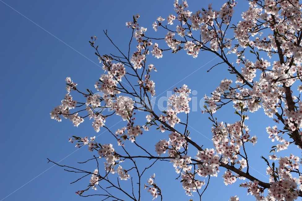 cherryblossom,blossom,벚꽃,벚꽃잎,벚꽃나무,plant,식물,꽃,flower,봄,봄꽃,3월,4월,spring,march,april