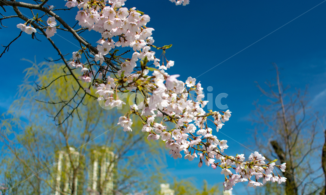 벚꽃,cherry,4월,spring,봄,쾌청,봄,계절,spring,season,plant,식물