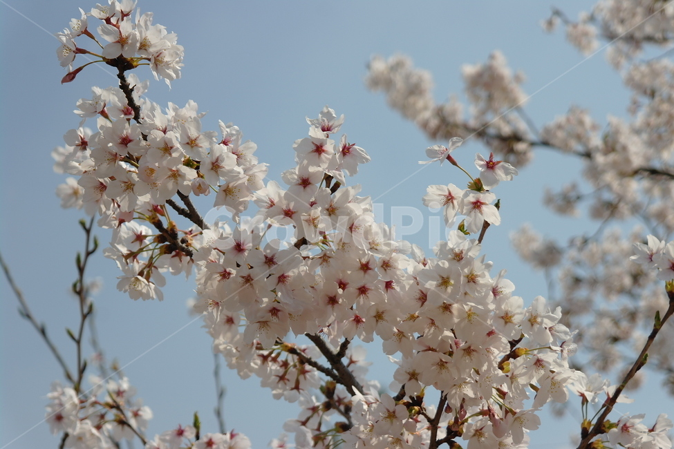 벚꽃,꽃,봄,하늘,자연,봄,계절,spring,season,식물,자연,plants,nature,꽃,flower,plant,blossom