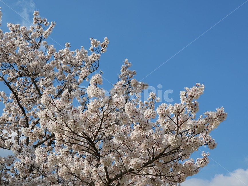 벚꽃,봄,하늘,풍경,자연,봄,계절,spring,season,plant,식물