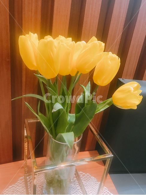 피부,봄,꽃,노랑이,산책,실내용화초,화분,화초,house plant