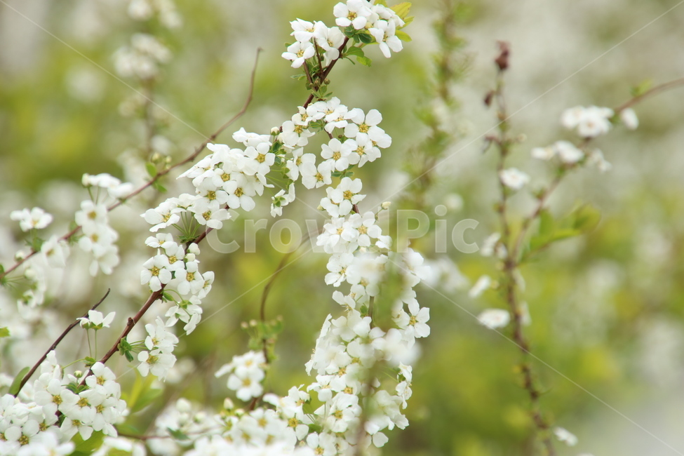 봄,봄꽃,꽃,흰꽃,흰색,흰,flower,whiteflower,white,하얀,하얀색,하얀꽃,봄,계절,spring,season,식물,자연,plants,nature,꽃,flower,plant,blossom