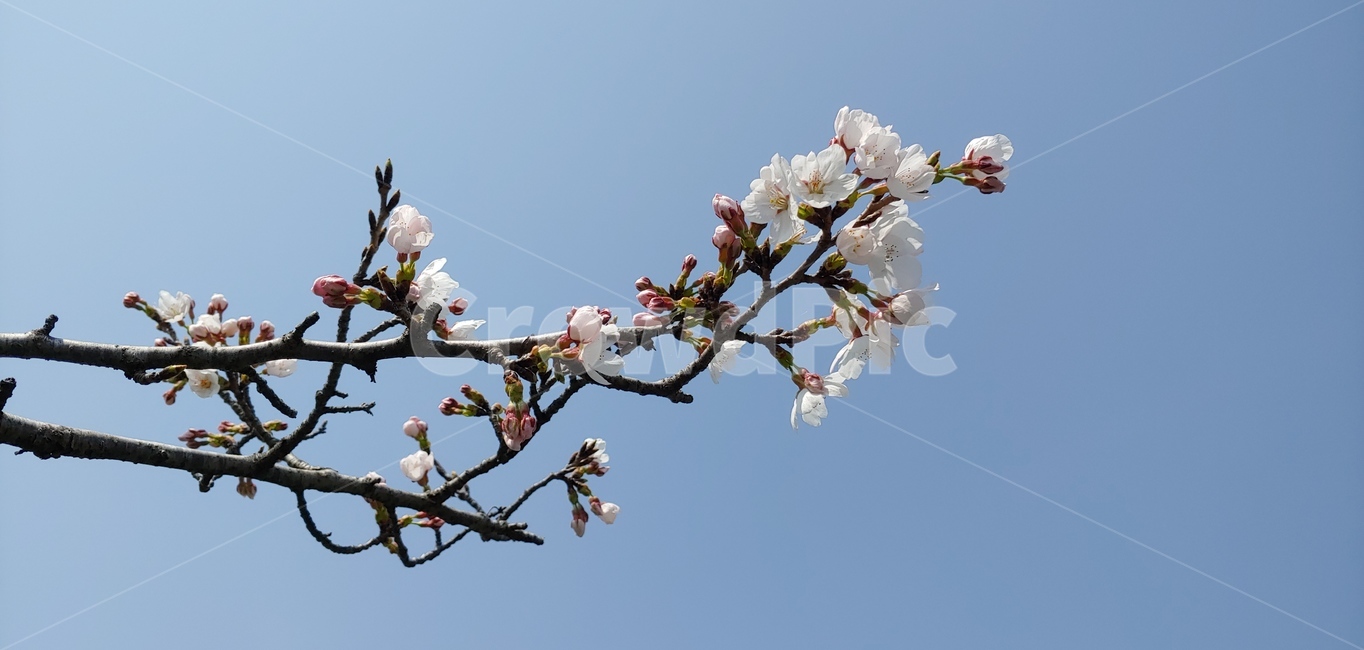 벚꽃,봄꽃,봄,꽃,cherryblossom,spring,식물,아름다운,예쁜,바탕,배경,연분홍색,분홍색,자연,plant,나무,flower,핑크,계절,봄,계절,spring,season,식물,자연,plants,nature,꽃,flower,blossom