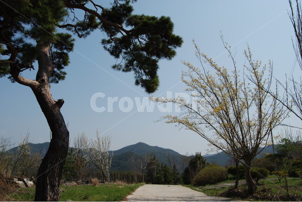 오산,둥주리봉,휴양숲,구례,공원,자연,풍경,nature,landscape,한국자연풍경,한국자연경관,korea nature landscape,plant,식물,tree,나무,tree trunk,나무 줄기