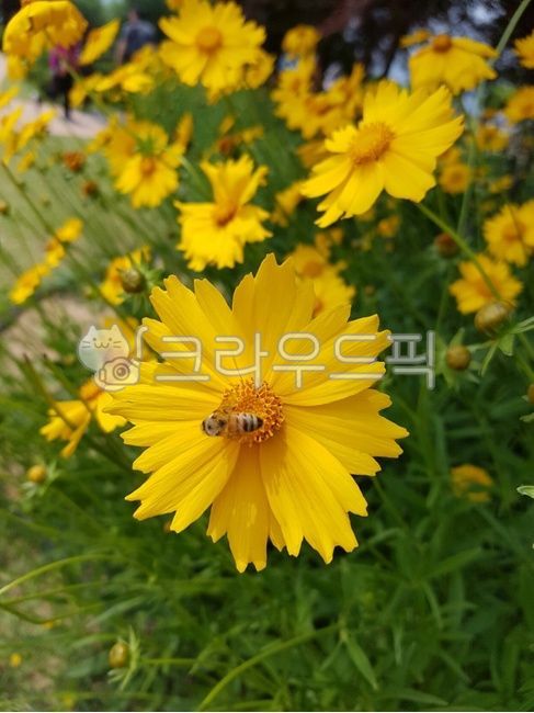 bee and flower,flowers and bees,golden cosmos,yellow flower,fall flowers,yellow cosmos,Cosmos,flower