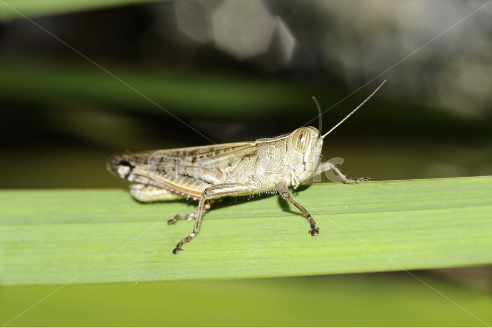 곤충,자연,동물,여름곤충,insect,bug,animal,nature,접사,클로즈업,closeup,곤충,벌레,insect,bug