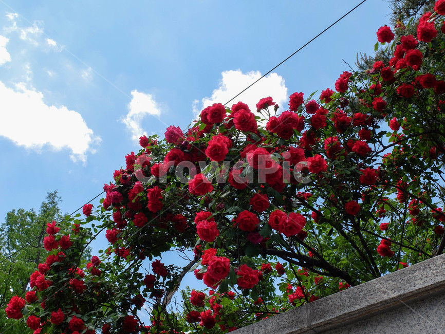 장미,꽃,하늘,빨간장미,푸른하늘,식물,redrose,rose,red,sky,flower