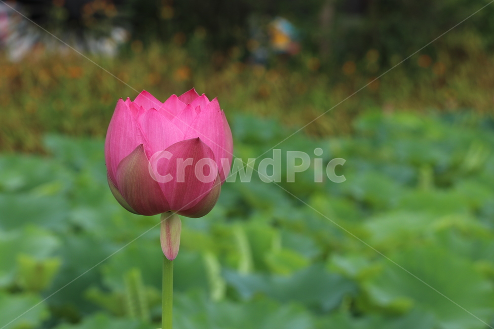연꽃,lotus,불교,여름,부여,궁남지,7월,근접촬영,핑크,농업,식자재,배경,야외,인공정원,식물,자연,plants,nature,꽃,flower