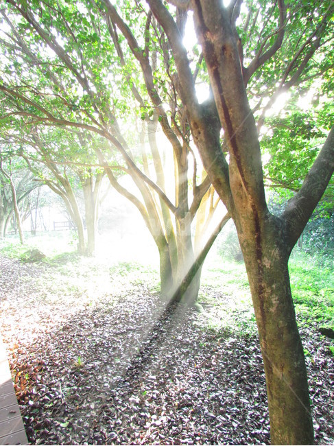 빛내림,햇살,나무,숲,신비함,따스함,자연,풍경,nature,landscape,식물,plants,나무,trees,wood,휴식,힐링,rest,relaxation,healing,plant,tree,vegetation,초목,tree trunk,나무 줄기,outdoors,옥외,woodland,삼림지,forest,land,땅
