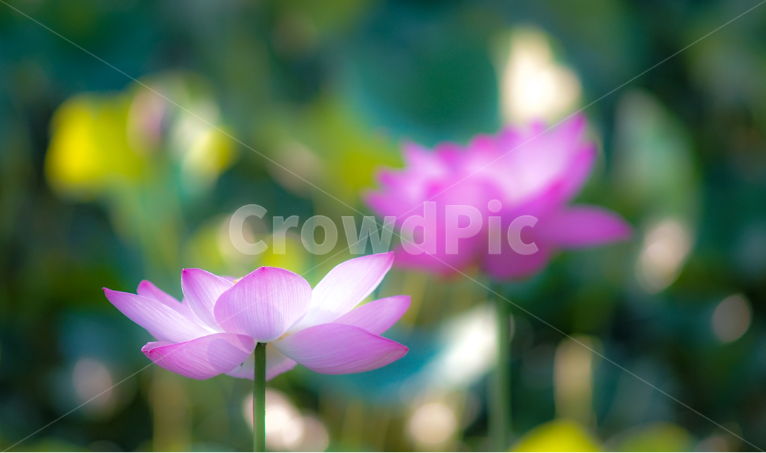 연,연꽃,연밭,수생,식물,연잎,식용,꽃,식물,자연,plants,nature,꽃,flower