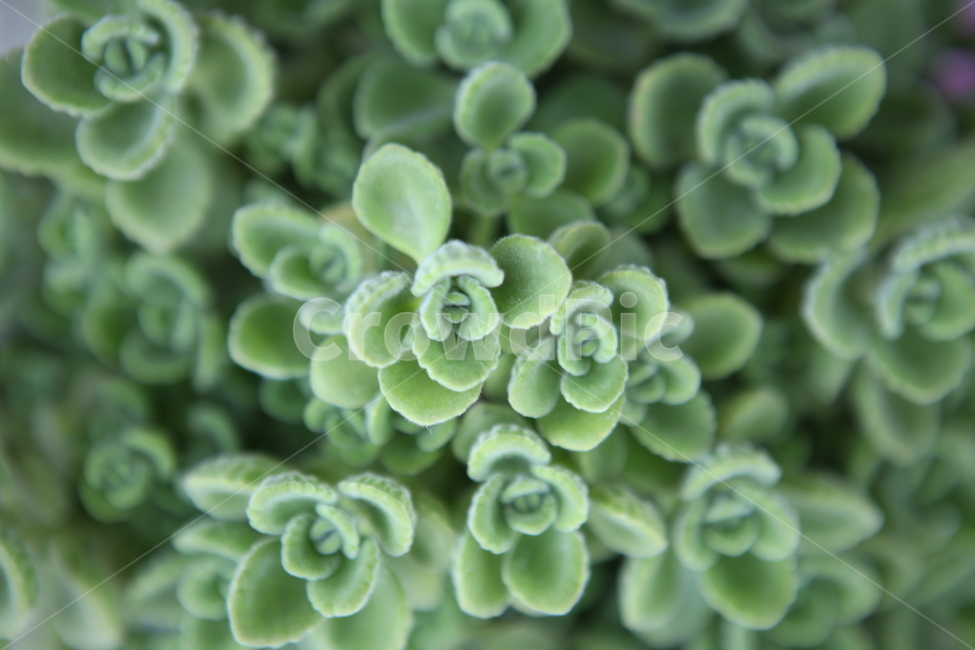 초록,패턴,자연,배경,잎,식물,자연,plants,nature