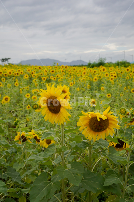 해바라기,흐린날,여름꽃,sunflower,flower,구름,식물,자연,plants,nature,꽃,flower