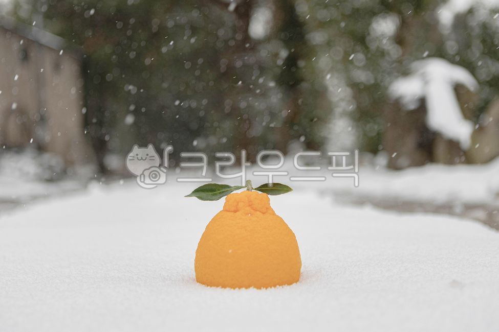눈,한라봉,감귤,겨울,제주도,제주한라봉,제주감귤,겨울,계절,winter,season