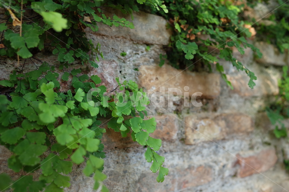 plant,식물,brick,벽돌,고사리,감성사진,빈티지감성,빈티지,vintage,야생식물,자연,계절,초록,여름,식물,자연,plants,nature