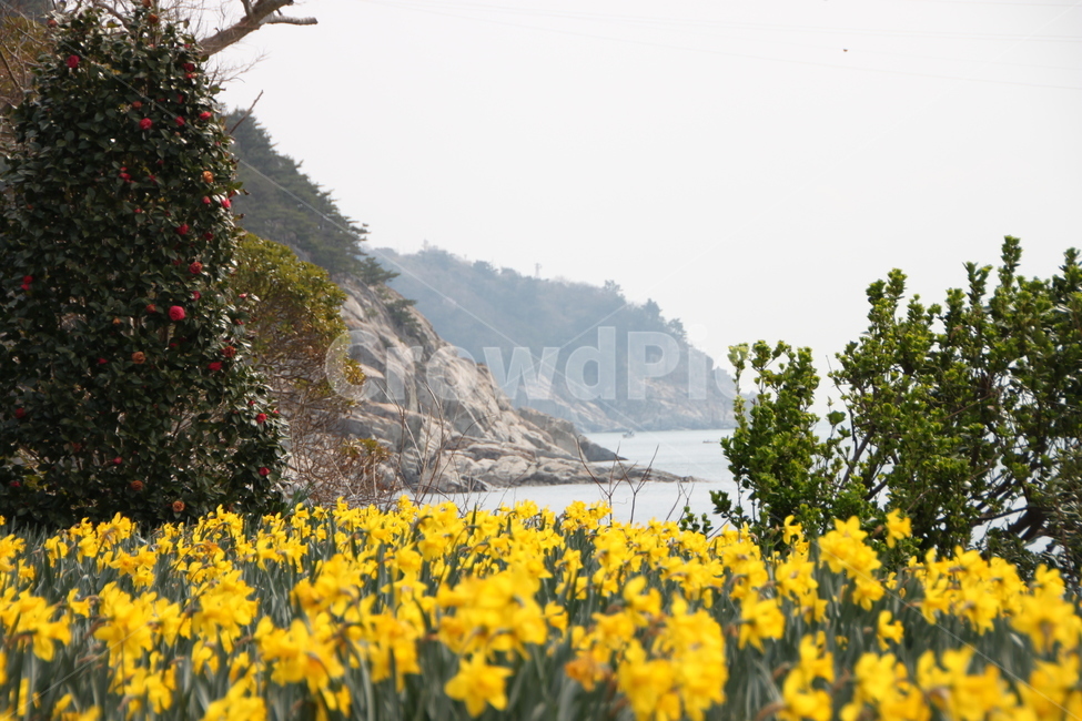 plant,식물,flower,꽃,blossom,수선화,식물,자연,plants,nature,꽃,flower