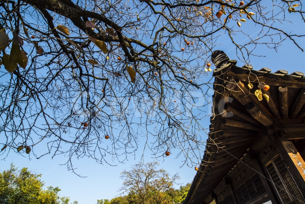자연,나무,한옥,풍경,아름다움,가을,계절,fall,autumn,season,한국전통,한국문화,korean traditional,korean culture,식물,자연,plants,nature,나무,trees,wood,건축물,건물외관,exterior,building,structure,architecture,construction