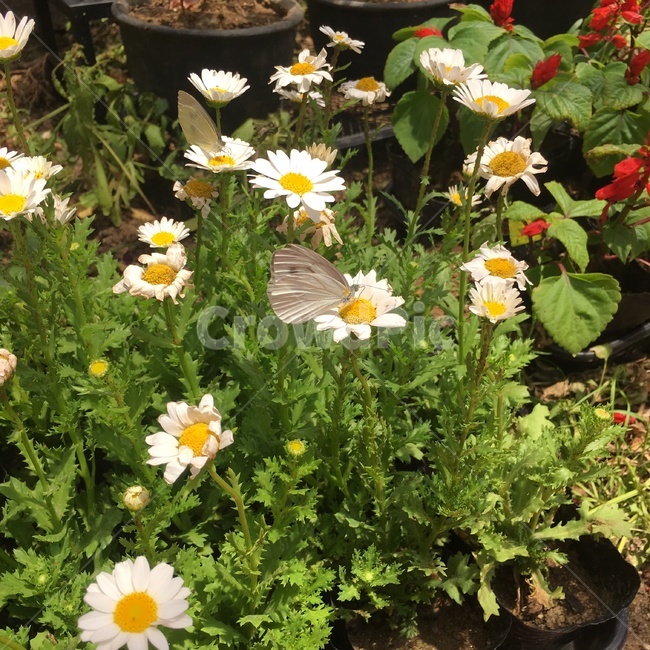 꽃,식물,자연,나비,풀,야외,곤충,nature,흰,노랑,빨강,flower,식물,자연,plants,nature,꽃,flower,동물,animal,곤충,벌레,insect,bug