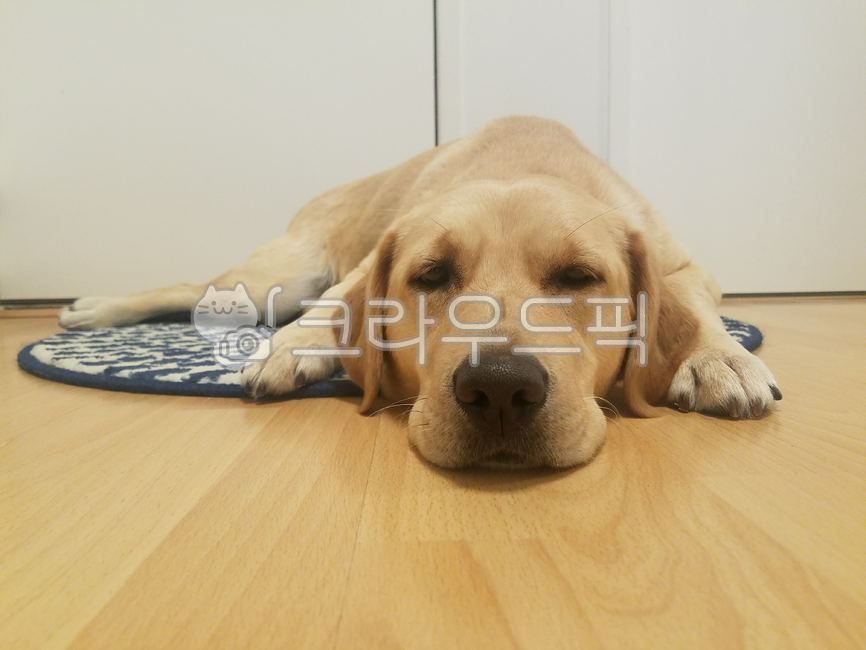 반려견,동물,래브라도리트리버,dog,개