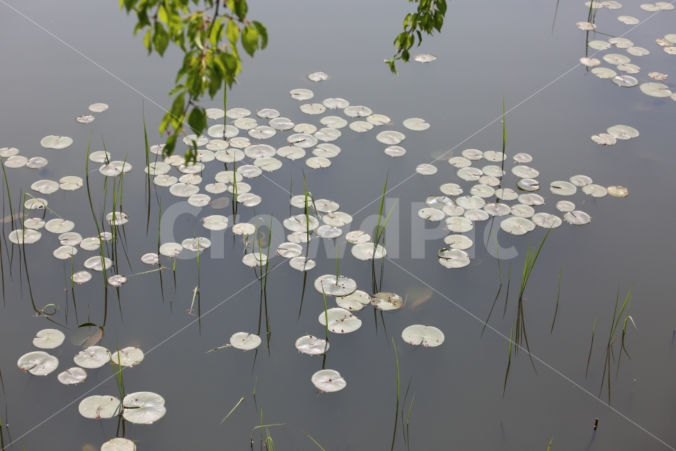 연잎,연못,봄,식물,정원,자연,풍경,nature,landscape,식물,plants,plant,flower,꽃,blossom