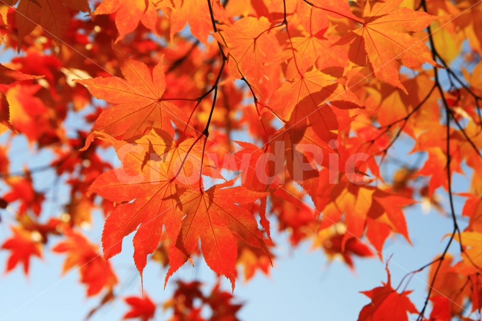 단풍,가을,계절,풍경,식물,가을,계절,fall,autumn,season,식물,자연,plants,nature,나무,trees,wood,plant,leaf,잎,tree,maple