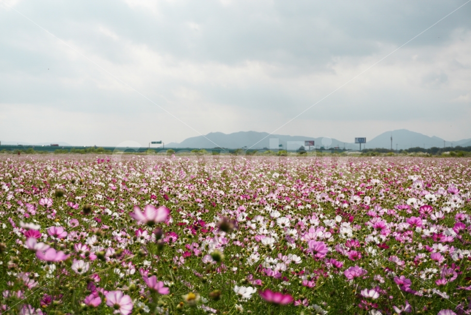 가을,코스모스,꽃,하늘,감성,자연,풍경,nature,landscape,가을,계절,fall,autumn,season,plant,식물,flower,blossom,geranium,제라늄