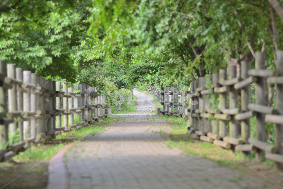 숲길,나무,길,초록,풍경,자연,풍경,nature,landscape,식물,plants,휴식,힐링,rest,relaxation,healing,outdoors,옥외,garden,정원,arbour,정자