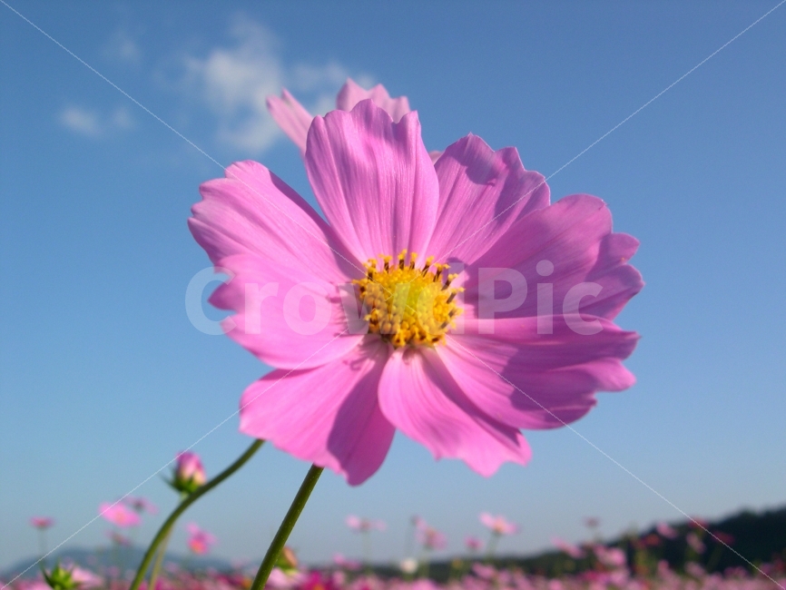 코스모스,꽃,가을,꽃밭,한송이,가을,계절,fall,autumn,season,식물,자연,plants,nature,꽃,flower,plant,anther,꽃밥,blossom