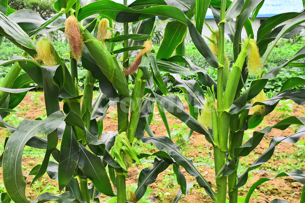 농업,옥수수,콘,농작물,먹거리,음식,식용,밭농사,농사,식재료,food,farming,corn,잎새,7월,작물,재배,시골,야외,들녘,옥수수수염,약용,배경,백그라운드,바탕,산업,산업,industry,industrial,농업,농사,agriculture,farming,farming industry