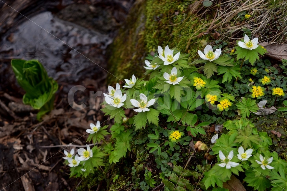 모데미풀,봄,야생화,꽃,청태산,강원도,봄꽃,고산야생화,감성,wildflower,산꽃,봄야생화,계곡,이끼,꽃말,슬픈추억,아쉬움,MegaleranthissaniculifoliaOhwi,금매화아재비,운봉금매화,식물,자연,식생,생태,금괭이눈,식물,자연,plants,nature,꽃,flower