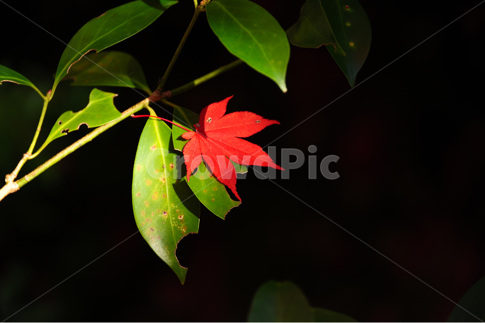 일본,히로시마,단풍,초록,잎,빨강,미야지마,가을,가을,계절,fall,autumn,season,식물,자연,plants,nature,leaf,plant,tree,나무