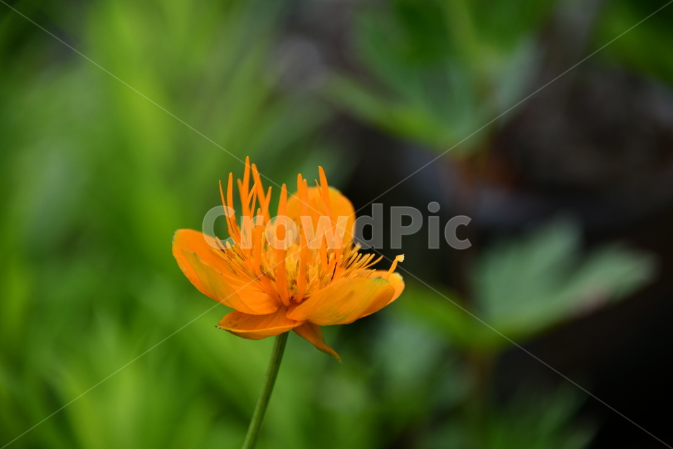 꽃,자연,식물,야생화,nature,flower,감성,feeling,배경,백그라운드,자연,풍경,nature,landscape,식물,plants,꽃,flower,plant,pollen,화분