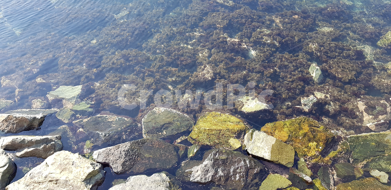 바다속,물속,바다,조류,해조류,맑은물,깨끗한물,sea,ocean