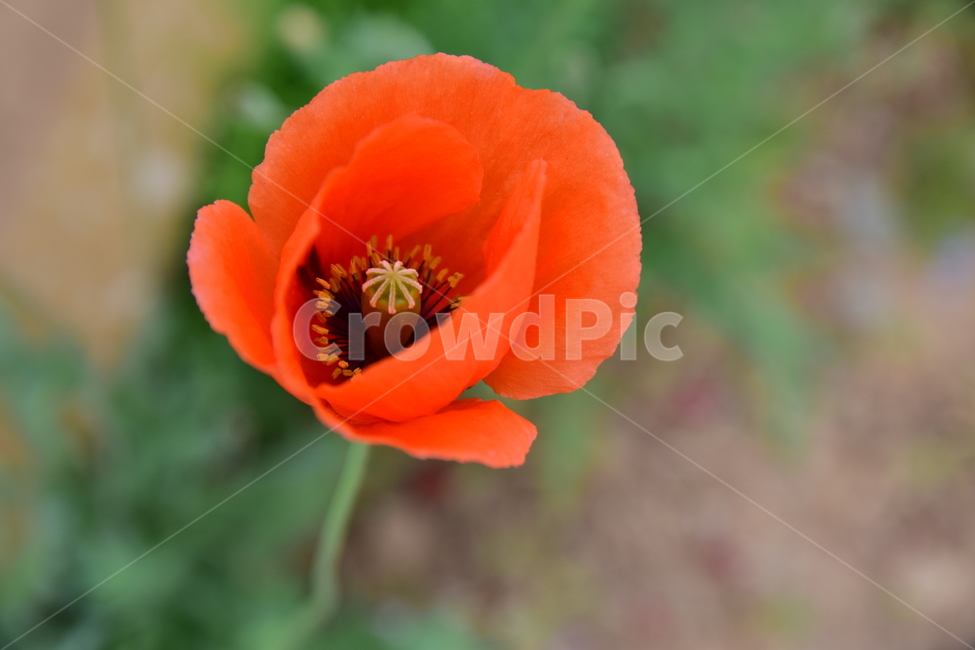 양귀비,개양귀비,양귀비꽃,빨강꽃,꽃,꽃봉우리,클로즈업,접사,플라워,flower,화려한,아름다운,주황,빨간,색감,색상,분위기,뷰티풀,식물,자연,nature,plants