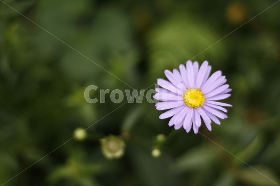 plant,식물,flower,꽃,blossom,식물,자연,plants,nature,꽃,flower