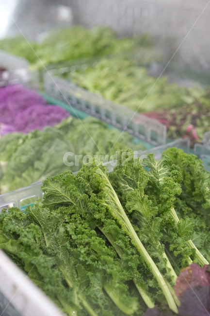 vegetables,야채,채소,신선한,유기농,식품,건강,상추,자연,채식,채식주의자,녹색,마트,시장,음식,식재료,요리,food,cook,meal,dishes,food reserves,채소,야채,vegetables