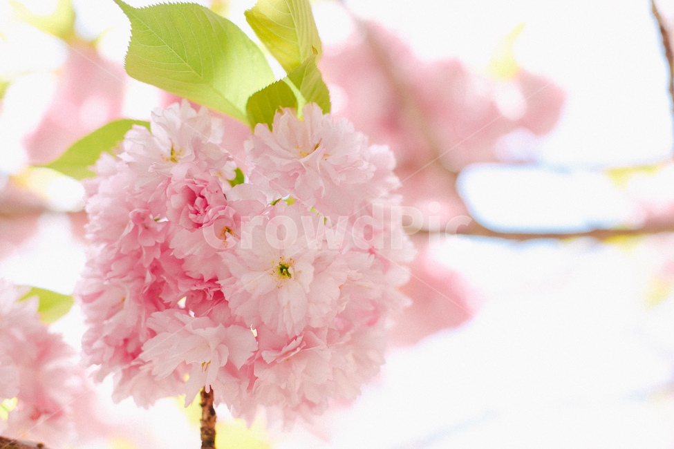 꽃,벚꽃,blossom,flower,겹벚꽃,잎사귀,하늘,봄,계절,spring,season,plant,식물