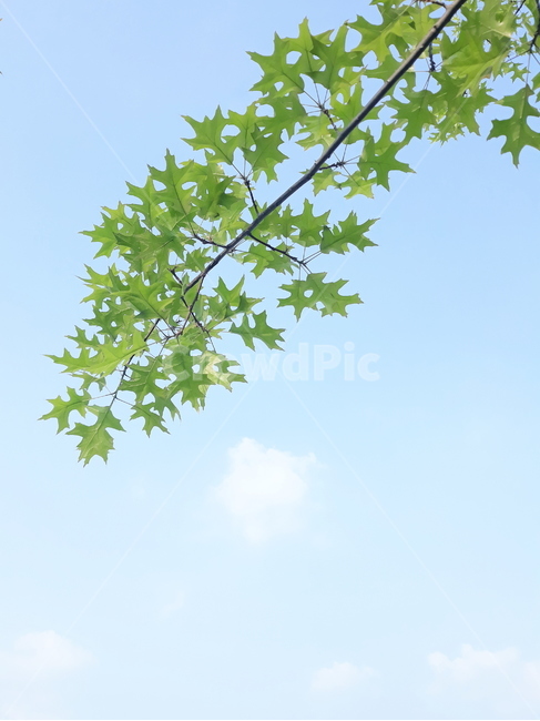 나뭇잎,단풍잎,구름,초록,파랑,하늘,하늘색,봄,여름,leaf,maple,cloud,sky,blue,spring,summer,tree,나무,자연,풍경,nature,landscape,식물,plants,잎,plant,green,pottery,도기류,jar,항아리,potted plant,화분