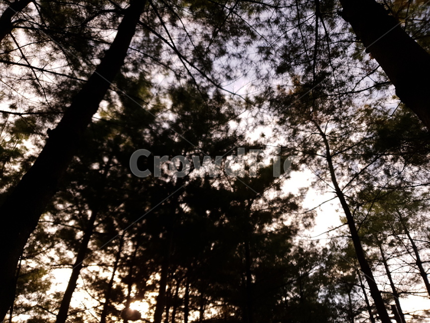 소나무,울창함,몽환,하늘,나무,숲,식물,자연,plants,nature,나무,trees,wood