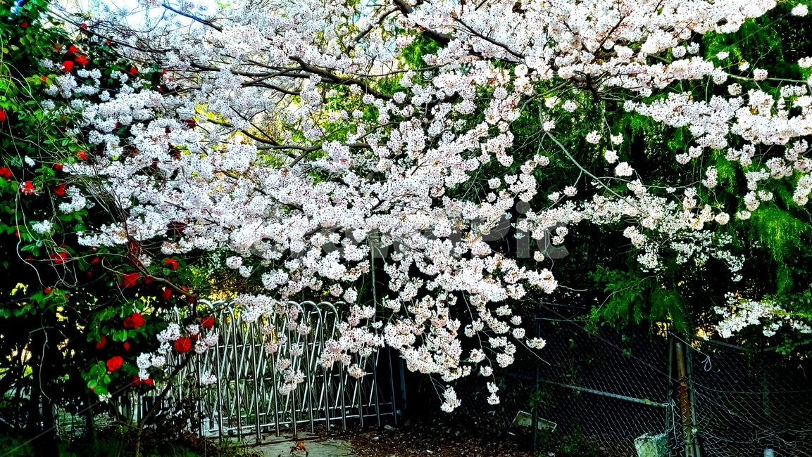 plant,식물,blossom,flower,꽃