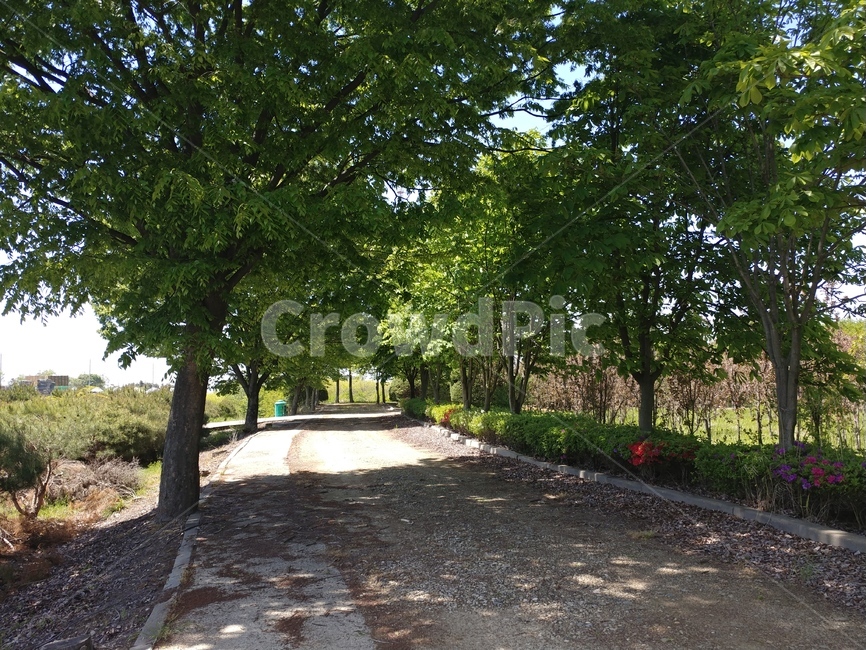 가시칠엽수,서양칠엽수,마로니에,너도밤나무과,마로니에꽃