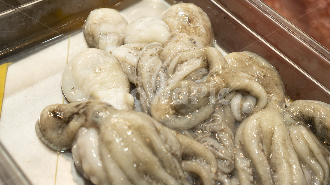 봄,어시장,어촌,수산물,해산물,수산시장,쭈꾸미,문어,꼴뚜기,food,음식,음식,식재료,요리,food,cook,meal,dishes,food reserves