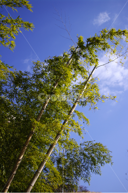 숲,초록,대나무,하늘,댓잎,식물,자연,plants,nature,나무,trees,wood