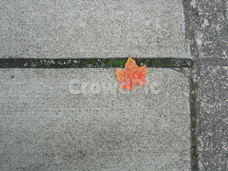 leaf,잎,plant,식물,낙엽,가을,보도블럭,pavement,autumn,fall,fallenleaf