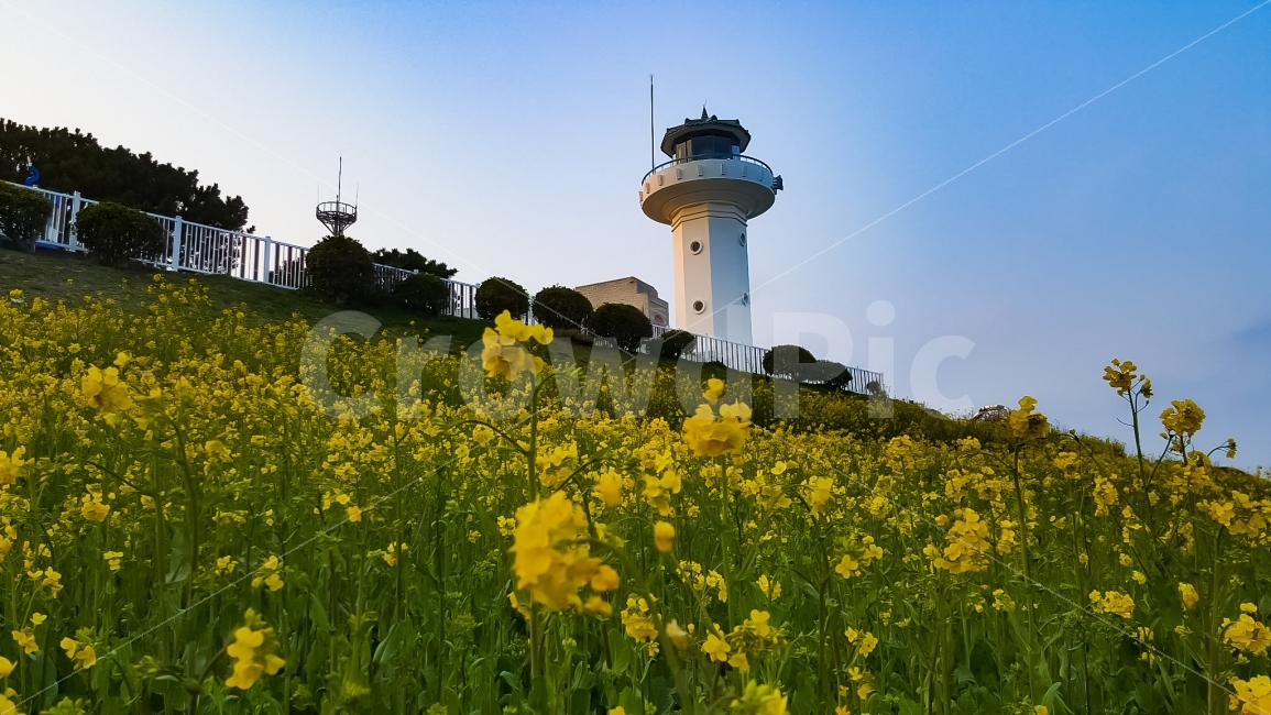 등대,간절곶,유채꽃,봄,노란색,자연,풍경,nature,landscape,봄,계절,spring,season,등대,lighthouse,field,들,grassland,목초지,outdoors,옥외